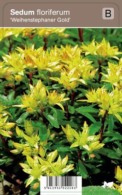 Vips Sedum floriferum Weihenstephaner Gold - Vetkruid