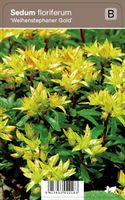 Vips Sedum floriferum Weihenstephaner Gold - Vetkruid - thumbnail