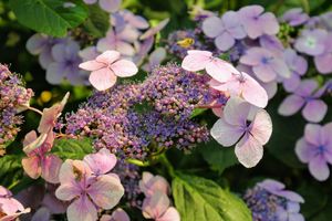 Hortensia