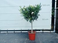 Witte Oleander - op stam - hoogte 80-100 cm