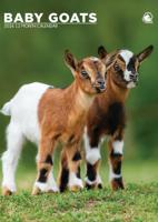 Baby Geiten A3 Kalender 2026