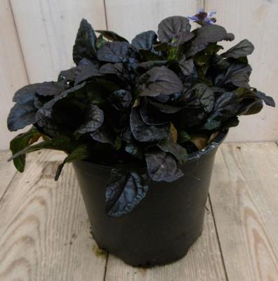 3 stuks! Zenegroen Ajuga donkerrood - Warentuin natuurlijk