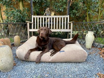 Dog's Companion® Hondenbed lever double ribcord medium