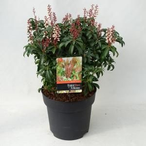 Rotsheide (Pieris Japonica “Bonfire”) heester - 30-40 cm (C4.5) - 9 stuks