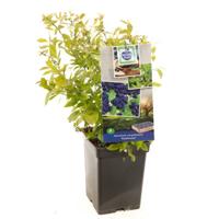 Blauwe bosbes Vaccinium cor. Goldtraube struik