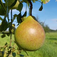 Hoogstam dikke Perenboom