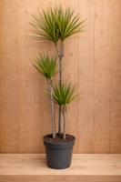 Drakenbloedboom Dracaena Fragrans Bicolor/Creme-Roze H110-130 cm potmaat 23 cm 3 stammen kamerplant Warentuin Natuurlijk - Warentuin natuurlijk