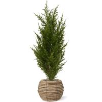 Conifeer kunstplant 56cm - UV bestendig