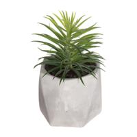 Decoratieve plant Atmosphera 7 x 14 cm Groen PVC