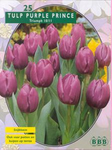 Tulp