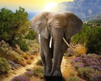 Diamond Painting Canvas Olifant - 40 x 50 cm