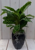 Calathea groen blad zwarte/antraciete hoge pot 50 cm - Warentuin Natuurlijk - thumbnail