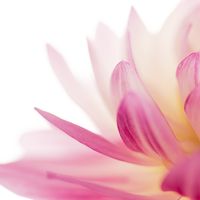 Karo-art Schilderij - Lotus bloem in het roze , 3 maten , Wanddecoratie