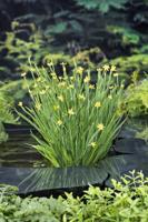 Sisyrinchium / Sisyrinchium californicum