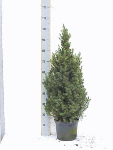 Picea Glauca Conica - Ø24cm - ↕100/110cm