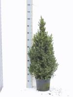 Picea Glauca Conica - Ø24cm - ↕100/110cm