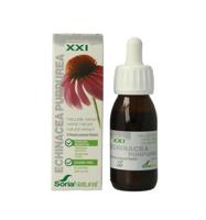 Echinacea purpurea XXI