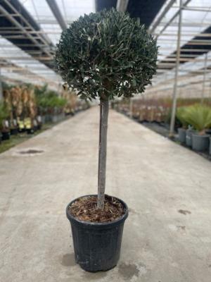 Olea europaea I - Oosterik home