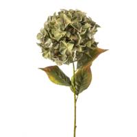 Hydrangea