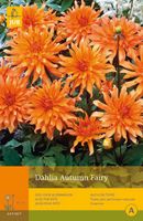 Dahlia autumn fairy 1st bloembol zomer Dahlia JUB - Jub