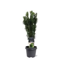 Cephalotaxus harringtonii Fastigiata 50-60 cm Conifeer - Warentuin natuurlijk