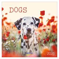 Honden Kalender 2026
