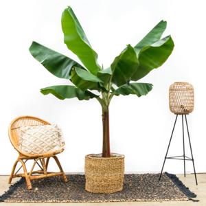 Musa Dwarf Cavendish - Bananenplant - P30