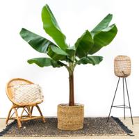 Musa Dwarf Cavendish - Bananenplant - P30