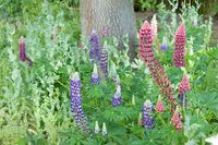 Lupine - thumbnail