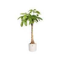 elho b.for soft round 35cm Binnen Plantenpot Vrijstaand Polypropyleen (PP) Wit - thumbnail