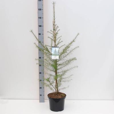 Larix decidua 80-150 cm - Warentuin natuurlijk
