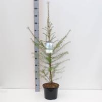 Larix decidua 80-150 cm - Warentuin natuurlijk