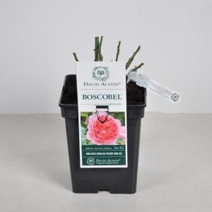 Engelse roos (rosa "Boscobel"®) - C5 - 1 stuks