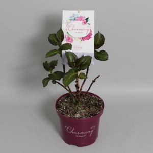 Hydrangea Macrophylla "Charming® Claire Blue"® boerenhortensia - 25-30 cm - 1 stuks