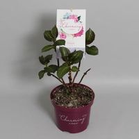 Hydrangea Macrophylla "Charming® Claire Blue"® boerenhortensia - 25-30 cm - 1 stuks