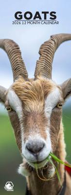 Geiten Slimline Kalender 2026