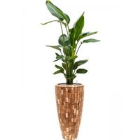 Plant in Pot Strelitzia Nicolai 175 cm kamerplant in Baq Facets Jenga 35 cm bloempot