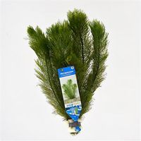 Myriophyllum scabratum ofwel pinnatum - 10 stuks - aquarium plant - thumbnail