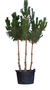Grove Den meerstammig Pinus sylvestris 225 cm - Warentuin Natuurlijk