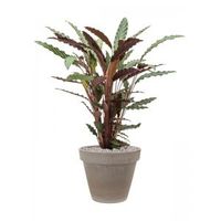 Plant in Pot Calathea Rufibarba Wavestar 95 cm kamerplant in Terra Cotta Grijs 35 cm bloempot - thumbnail
