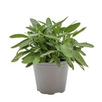 Salie Mix Salvia kruidenplant Warentuin Natuurlijk - Warentuin natuurlijk