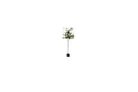 2 stuks! Japanse sierkers leiboom 150 cm Prunus serrulata 270 cm - Warentuin Natuurlijk - thumbnail