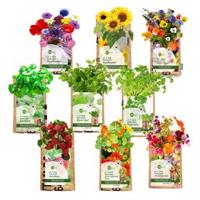 Hangtuintje Kruiden en Bloemen