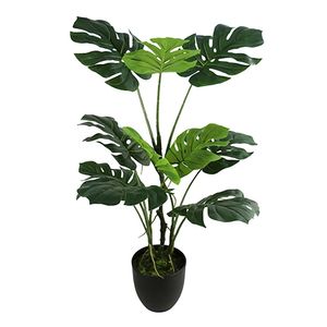 Monstera 75 cm - Buitengewoon de Boet