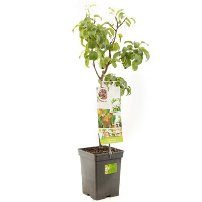 Perenboom Pyrus c. Beurré Hardy
