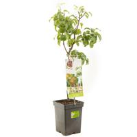 Perenboom Pyrus c. Beurré Hardy