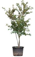 Steeneik meerstammig Quercus ilex 187,5 cm - Warentuin Natuurlijk