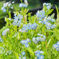 Myosotis palustris vijverplant Moerasvergeet-mij-nietje Moerings - Moerings