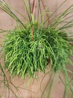 Rhipsalis Cassutha Hangplant - Warentuin Natuurlijk - thumbnail