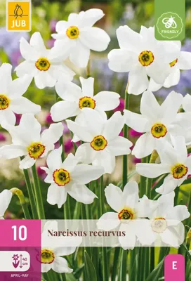 Jub Narcissen recurvus 10st
